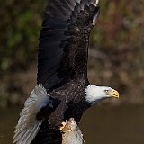 11SB8724 American Bald Eagle Catching Fish